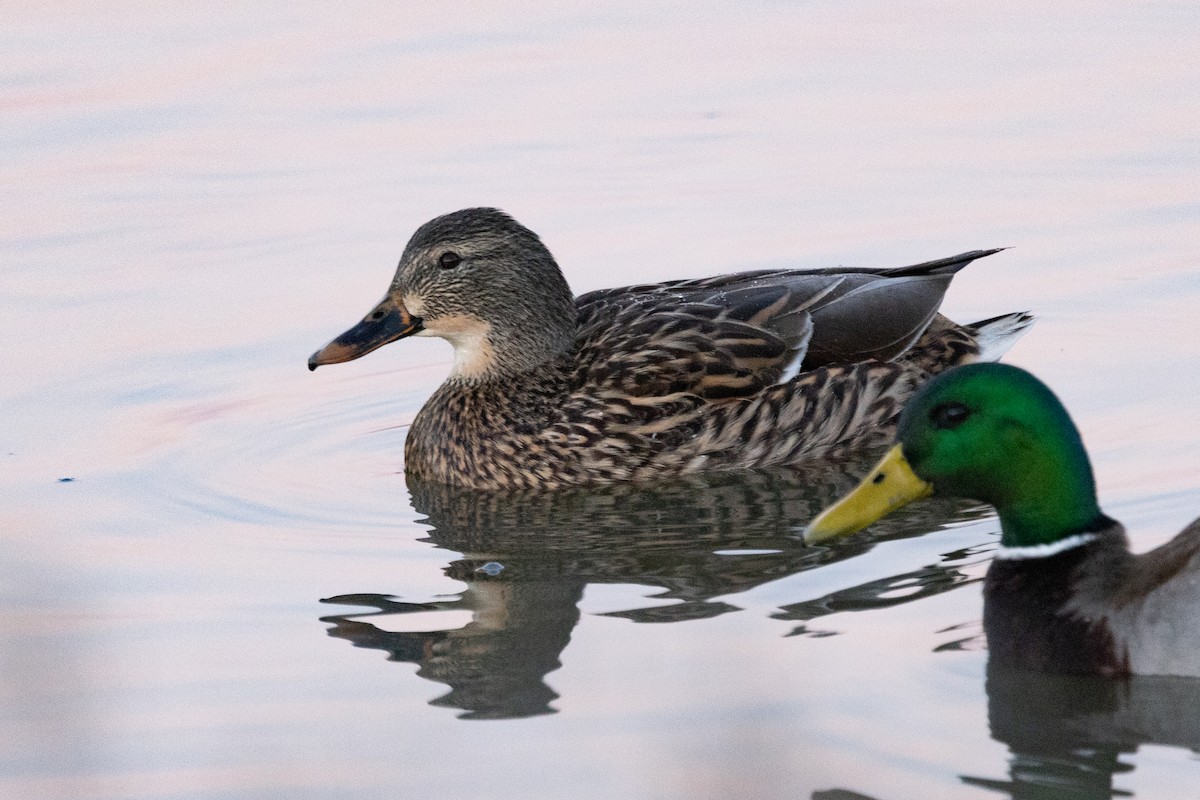Mallard (Domestic type) - ML527284351