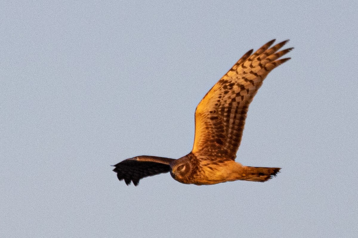 Northern Harrier - ML527285231