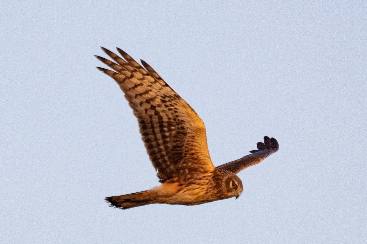 Northern Harrier - ML527285251