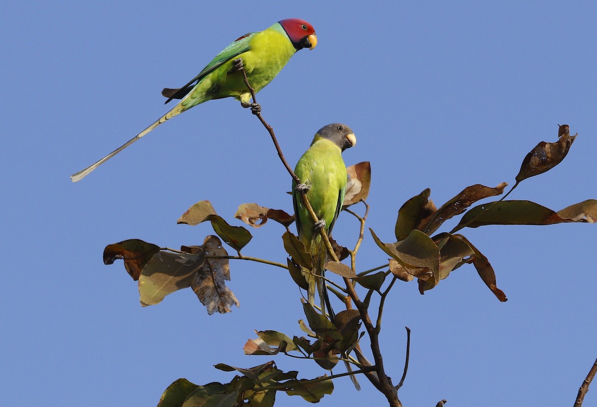 Plum-headed Parakeet - ML527285501