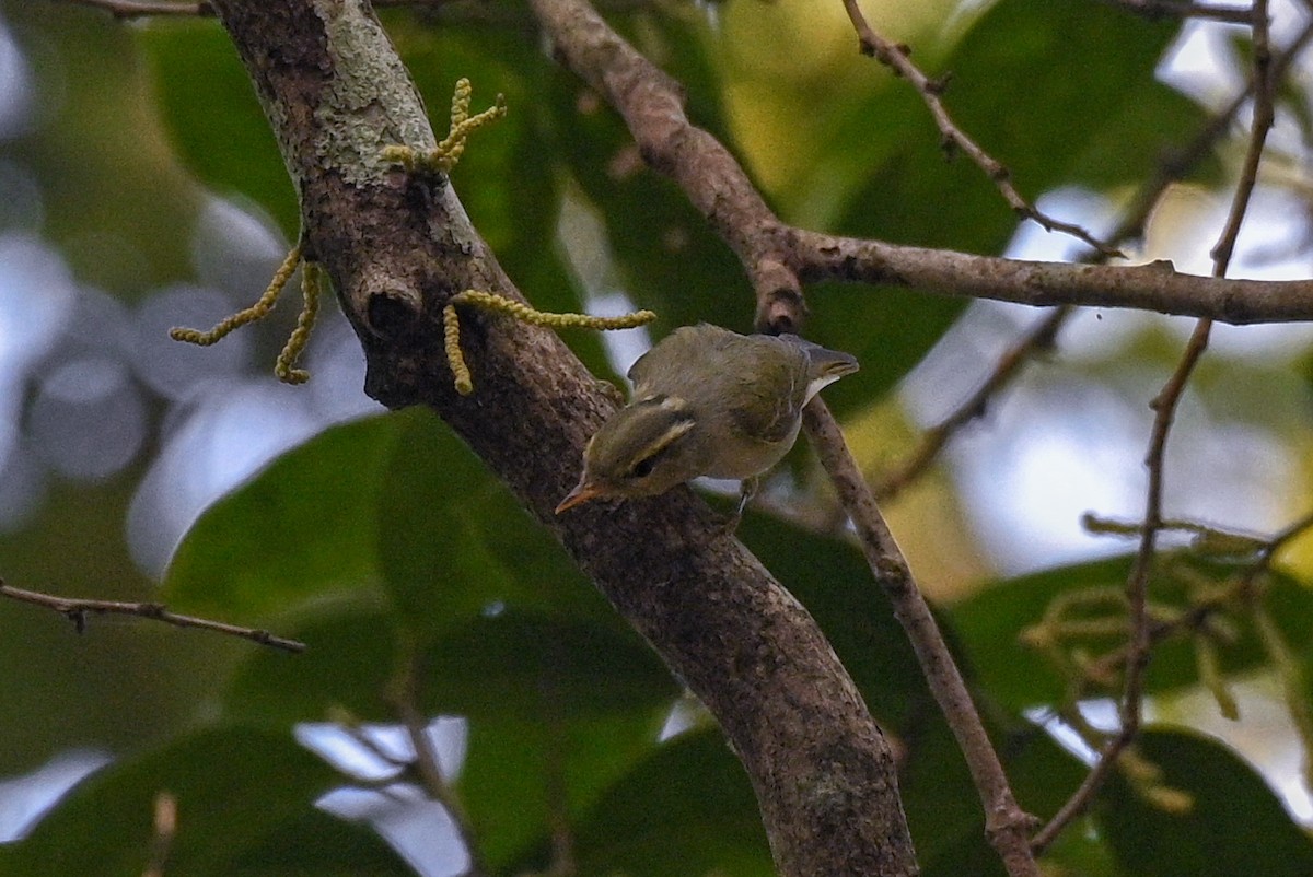 budníček afghánský - ML527287421