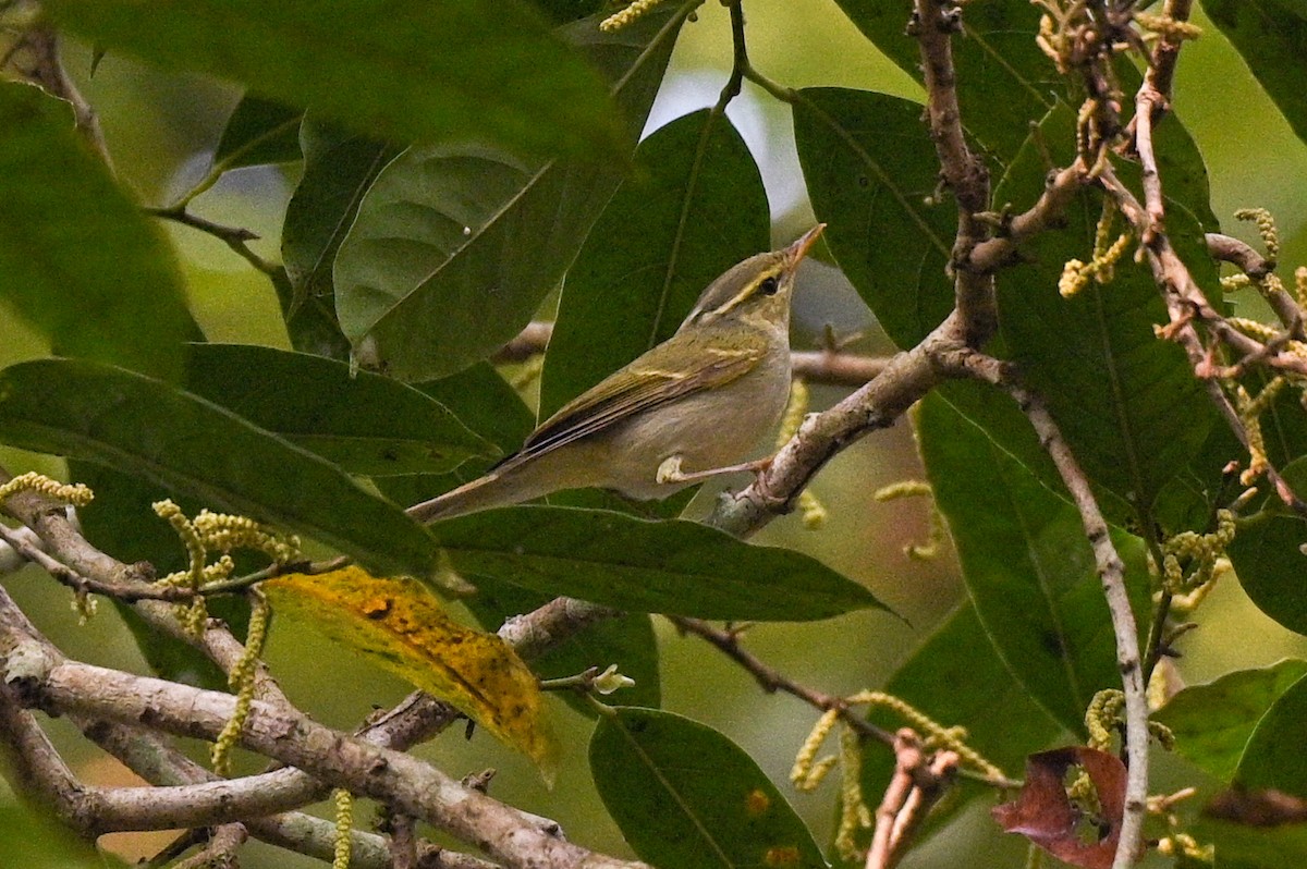 budníček afghánský - ML527288221