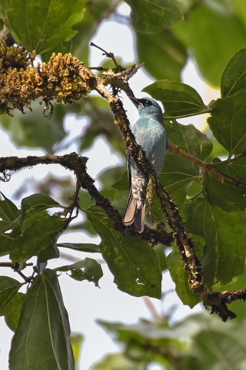 lejsek bleděmodrý - ML527288571