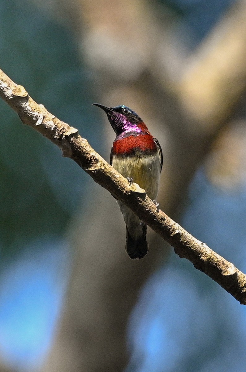 Crimson-backed Sunbird - bijumon ke