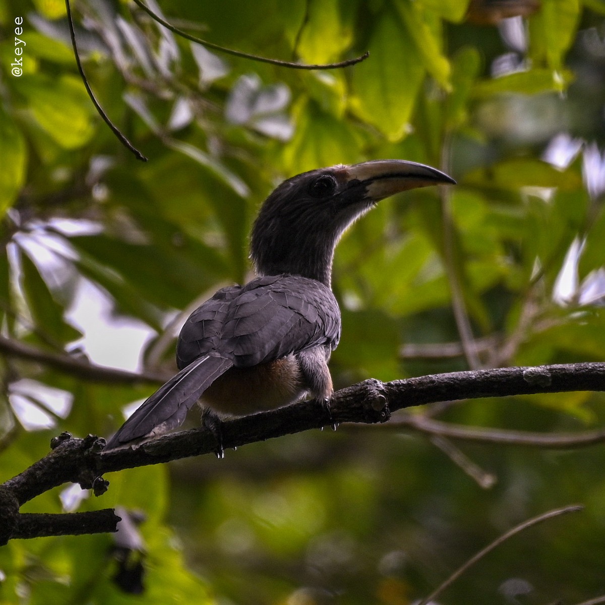Malabar Gray Hornbill - bijumon ke