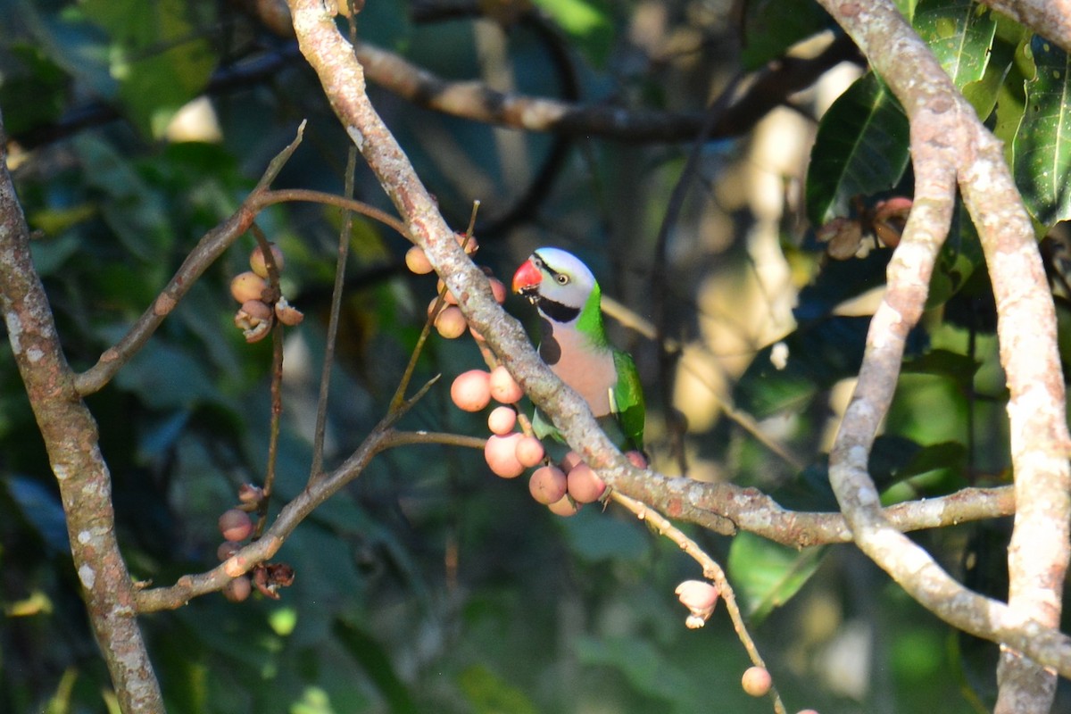 Red-breasted Parakeet - ML527290331
