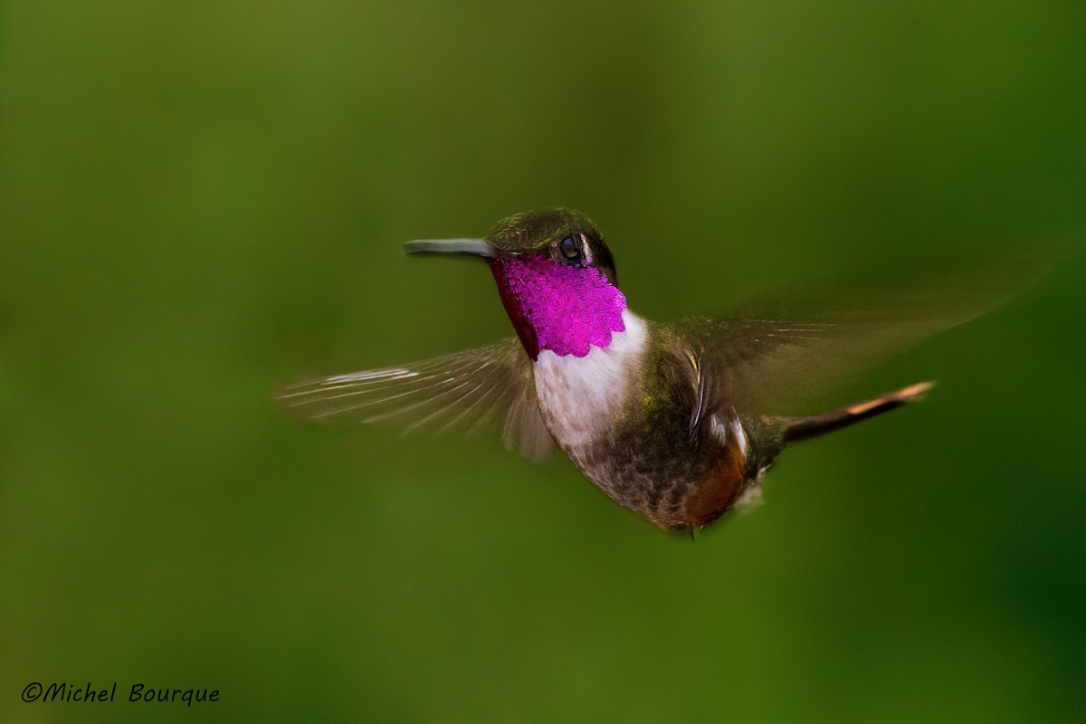 Magenta-throated Woodstar - ML527290341