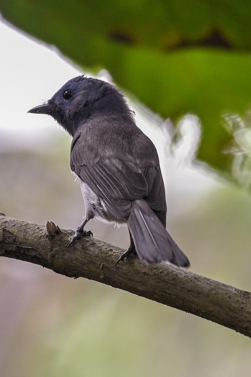 lejskovec azurový - ML527290611