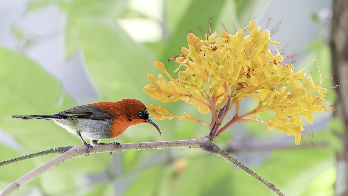 Crimson Sunbird (Crimson) - ML527290981