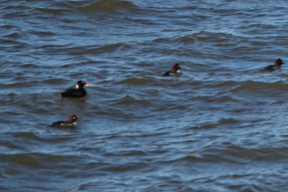 Surf Scoter - ML527292281