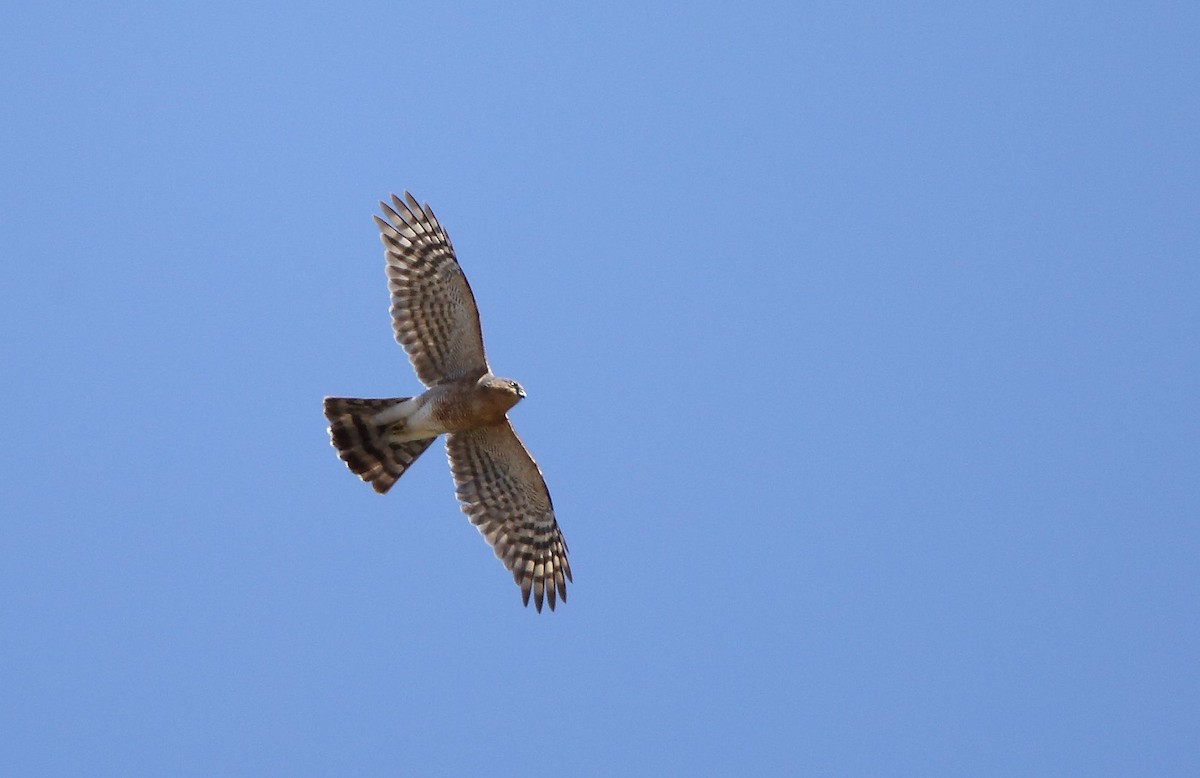 Eurasian Sparrowhawk - ML52729331