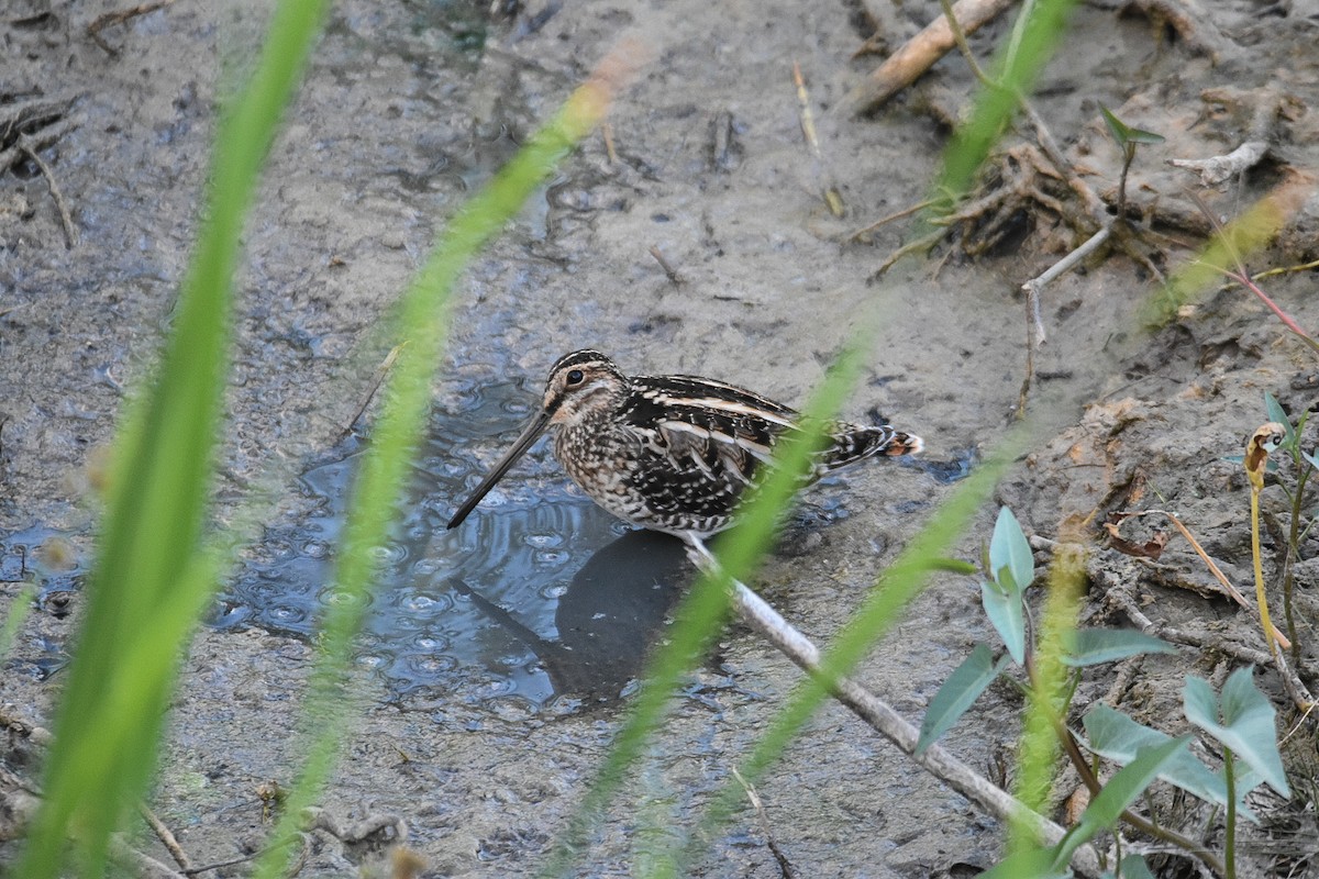 Wilson's Snipe - ML527294901