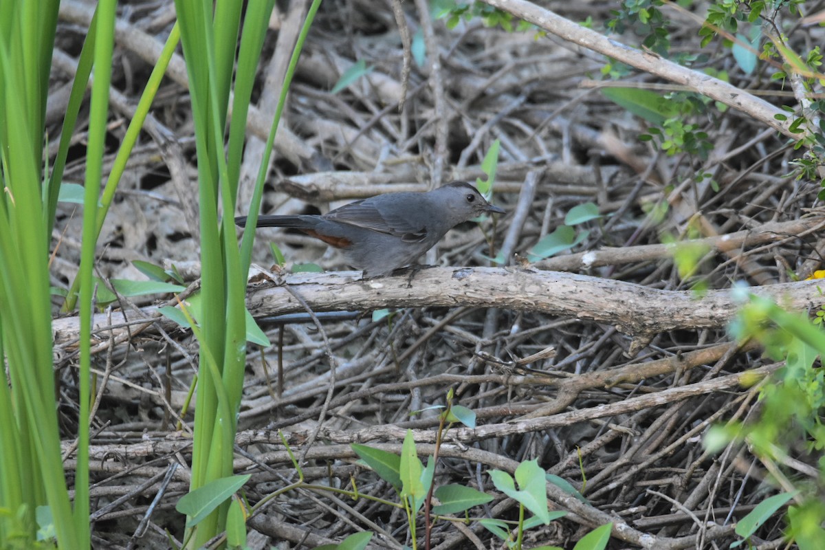 Gray Catbird - Jane Crawford