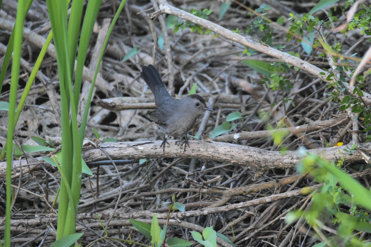 Gray Catbird - ML527295071