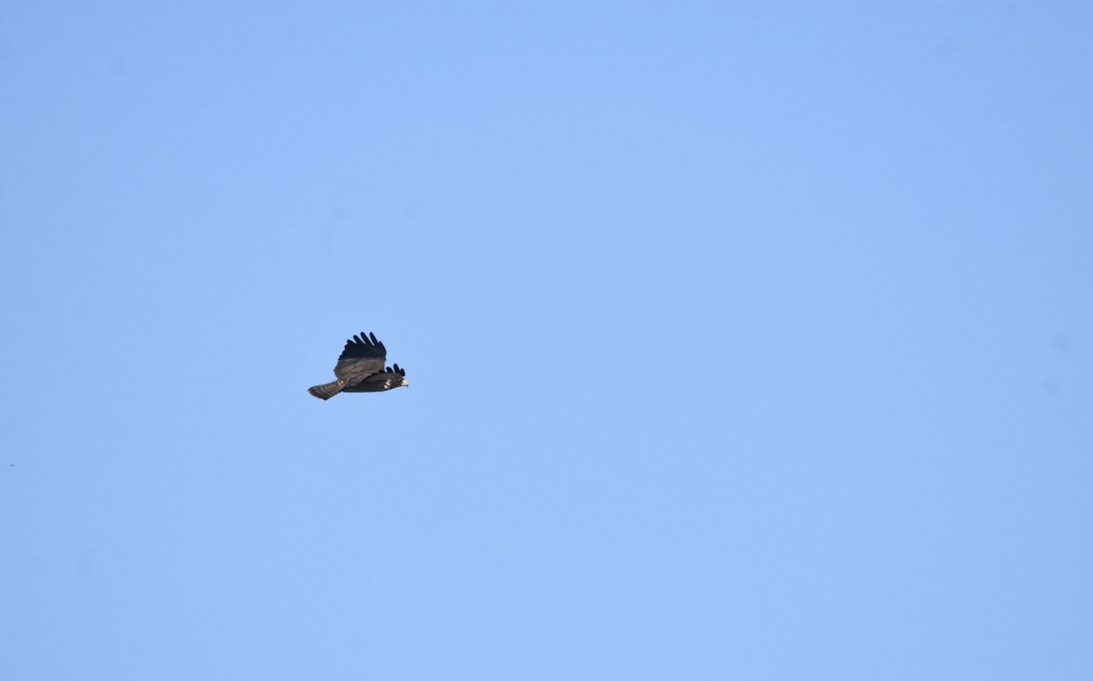 Short-tailed Hawk - Jane Crawford