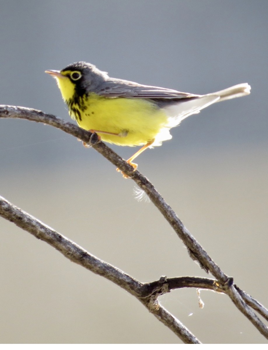 Canada Warbler - ML527295451