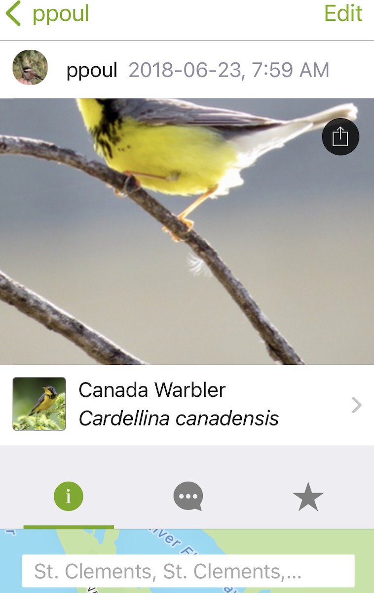 Canada Warbler - Perry Poulsen