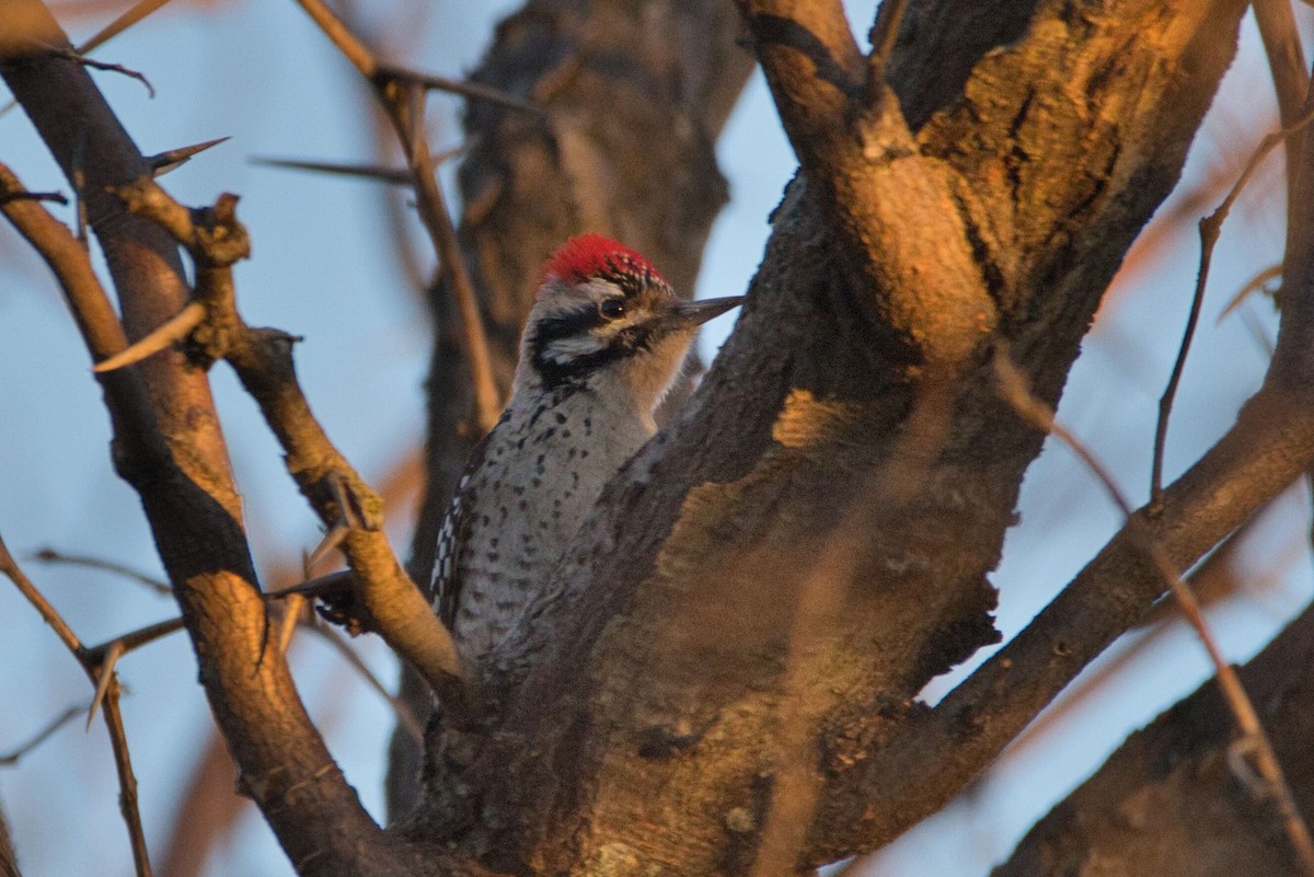 Ladder-backed Woodpecker - Cole Penning