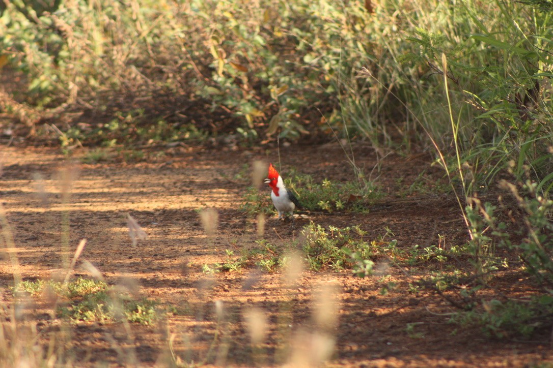 Red-crested Cardinal - Lisa Viviano