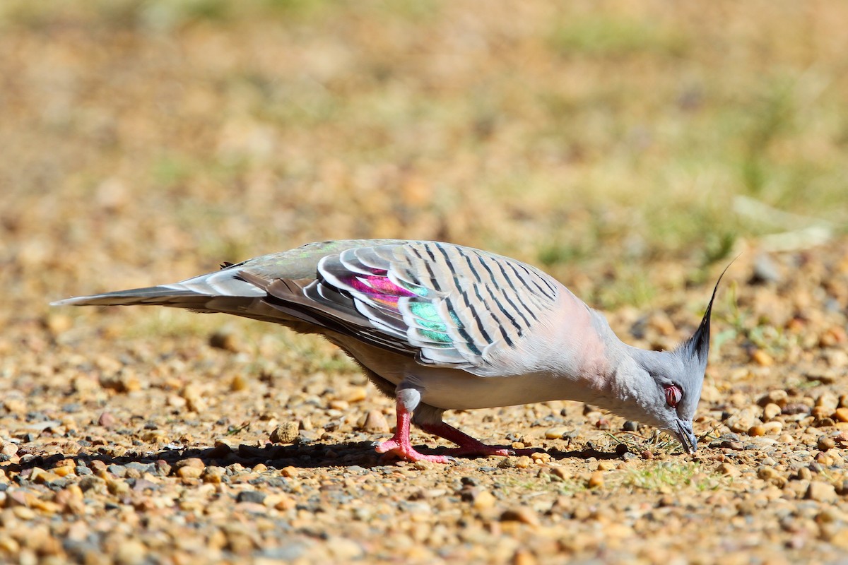 Crested Pigeon - ML527296071