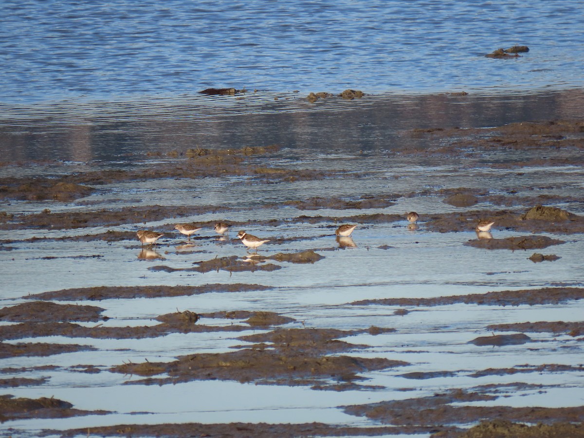 Semipalmated Plover - ML527296381