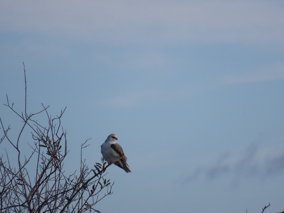 White-tailed Kite - ML527296451