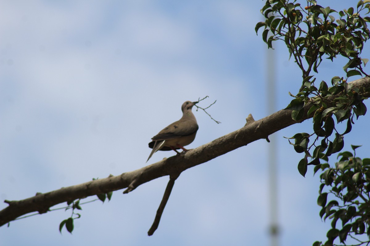 Eared Dove - ML527296481