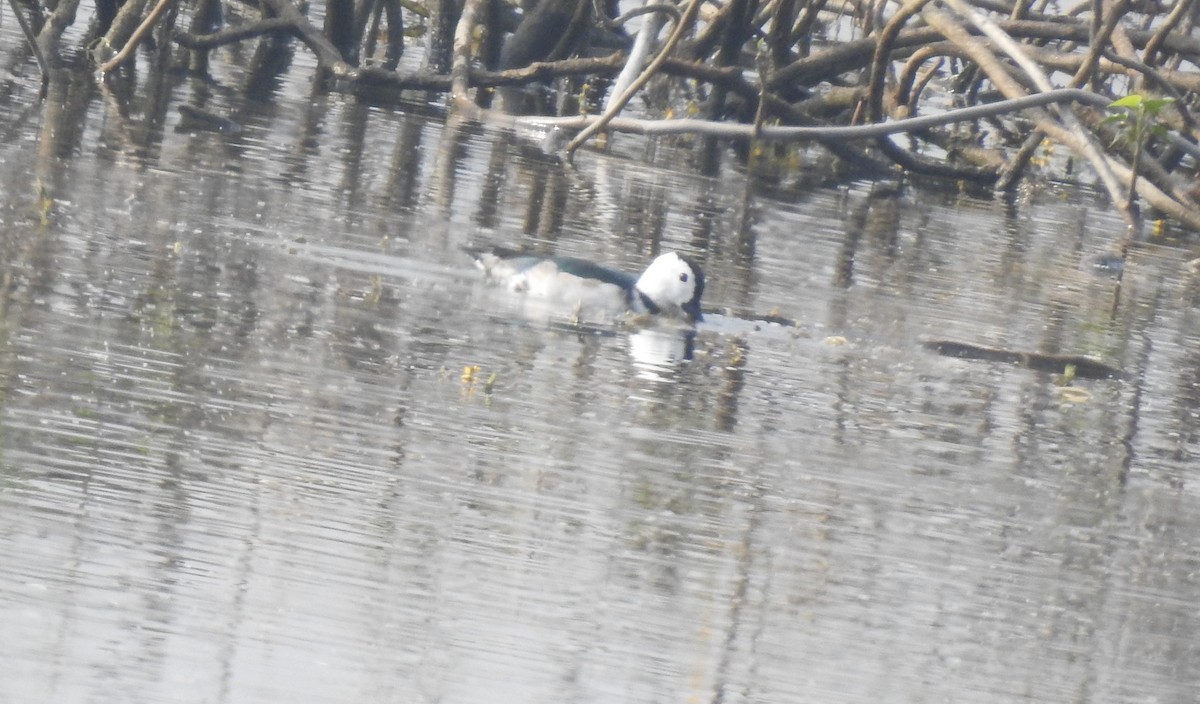 Cotton Pygmy-Goose - ML527296681