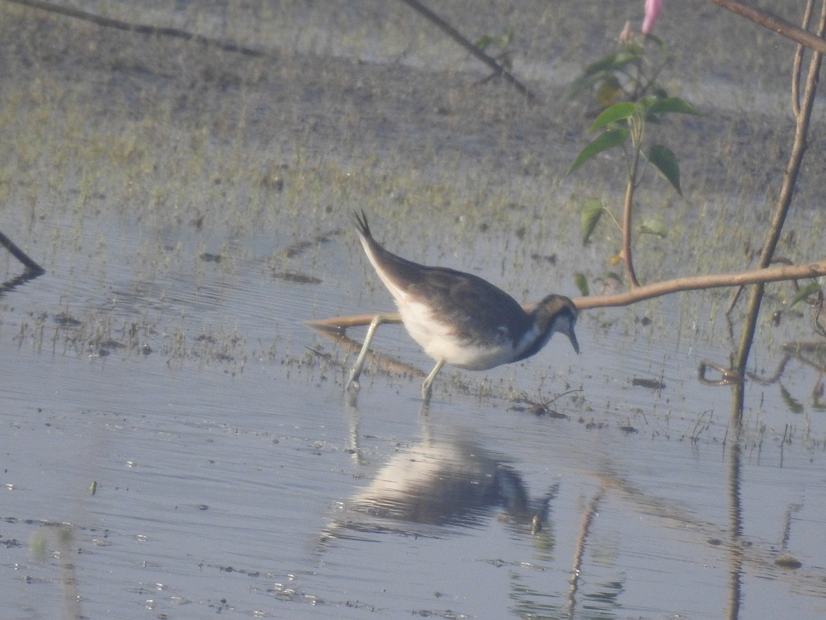 Pheasant-tailed Jacana - dineshbharath kv