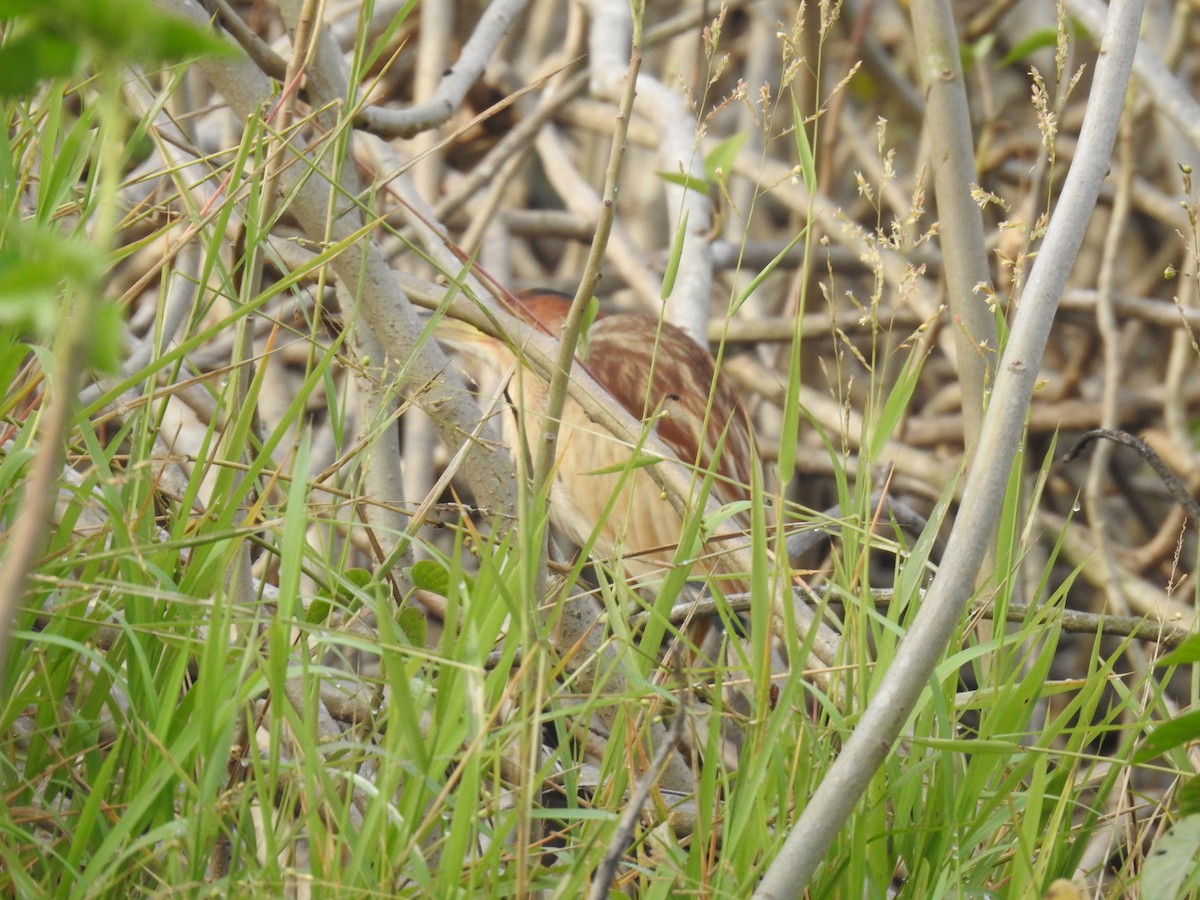 Yellow Bittern - ML527296911