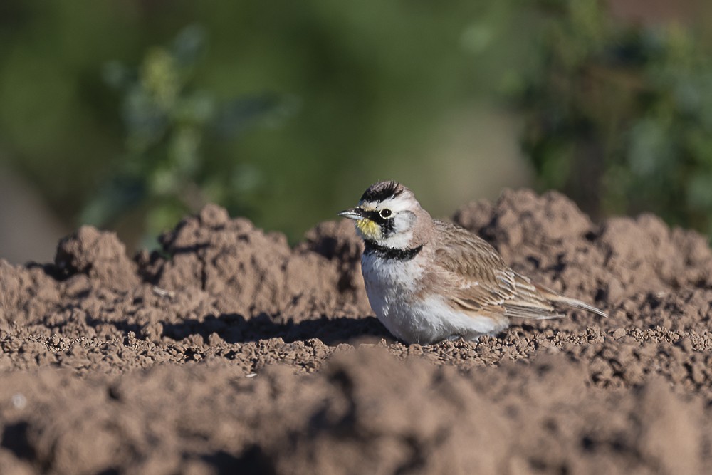 Horned Lark - James McNamara