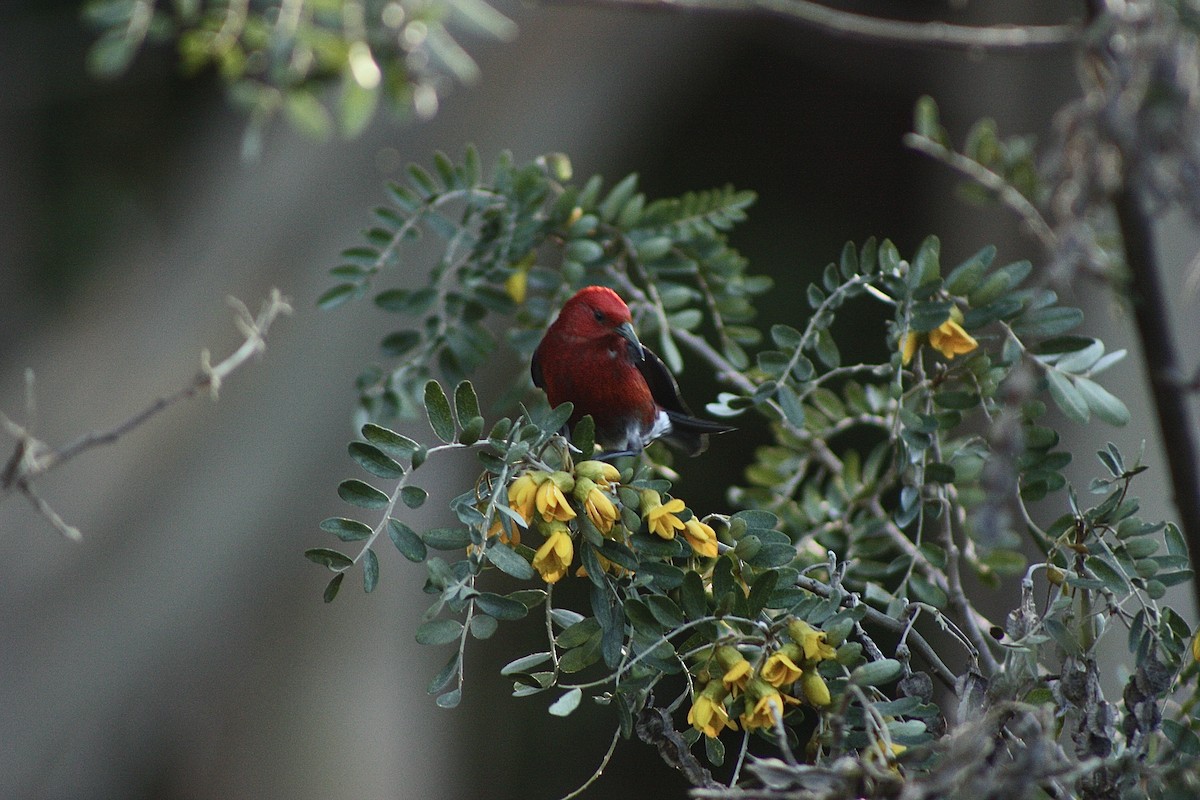 Apapane - ML527298041