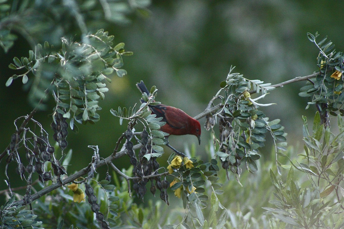 Apapane - ML527298051