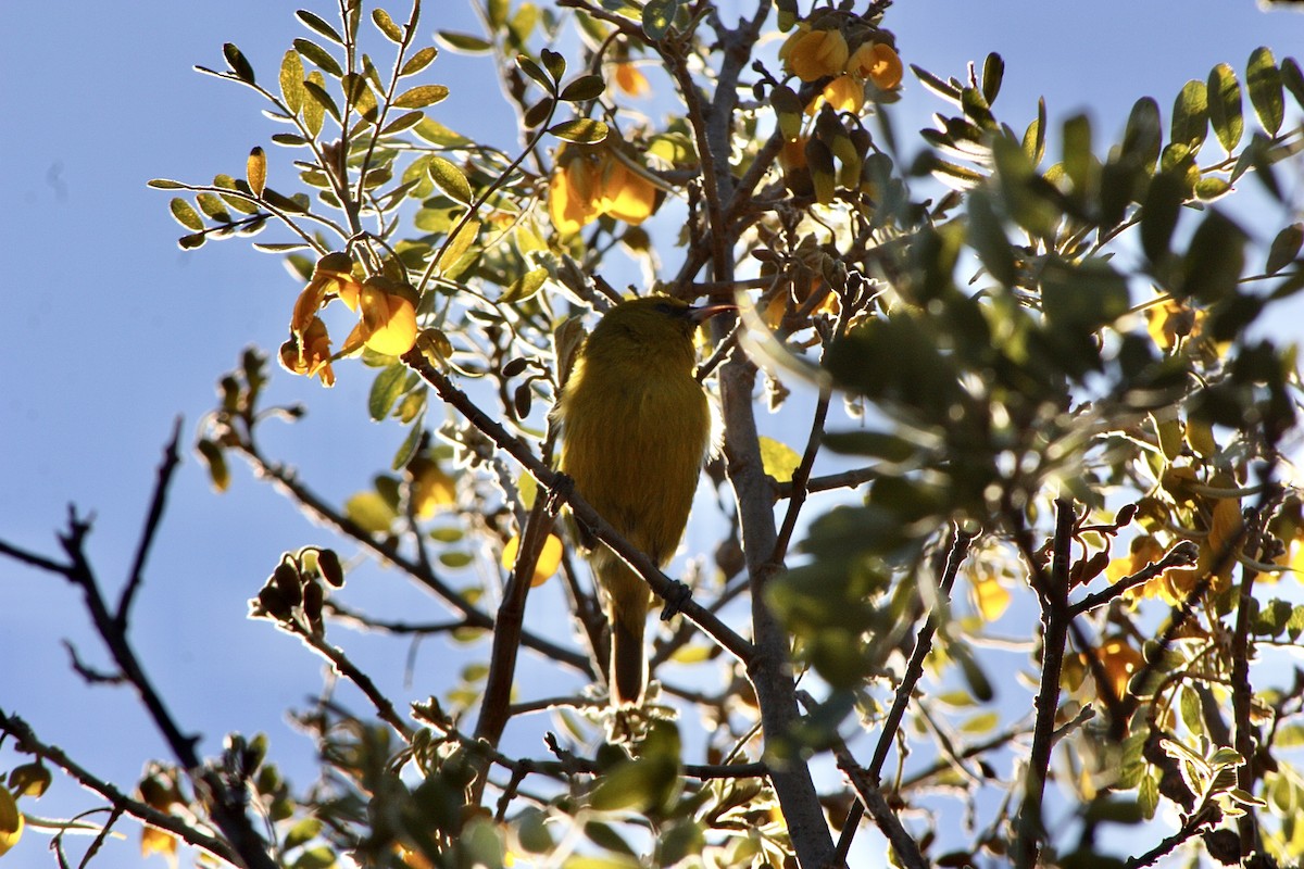 Amakihi de Hawái - ML527298291