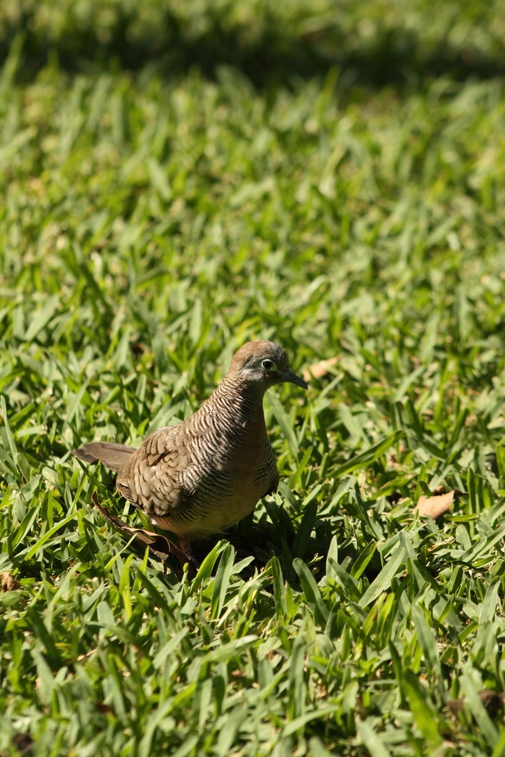 Tortolita Estriada - ML527298401