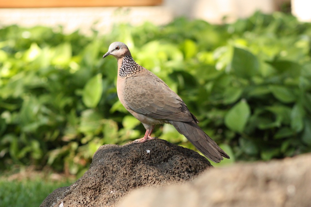 Tórtola Moteada - ML527298421