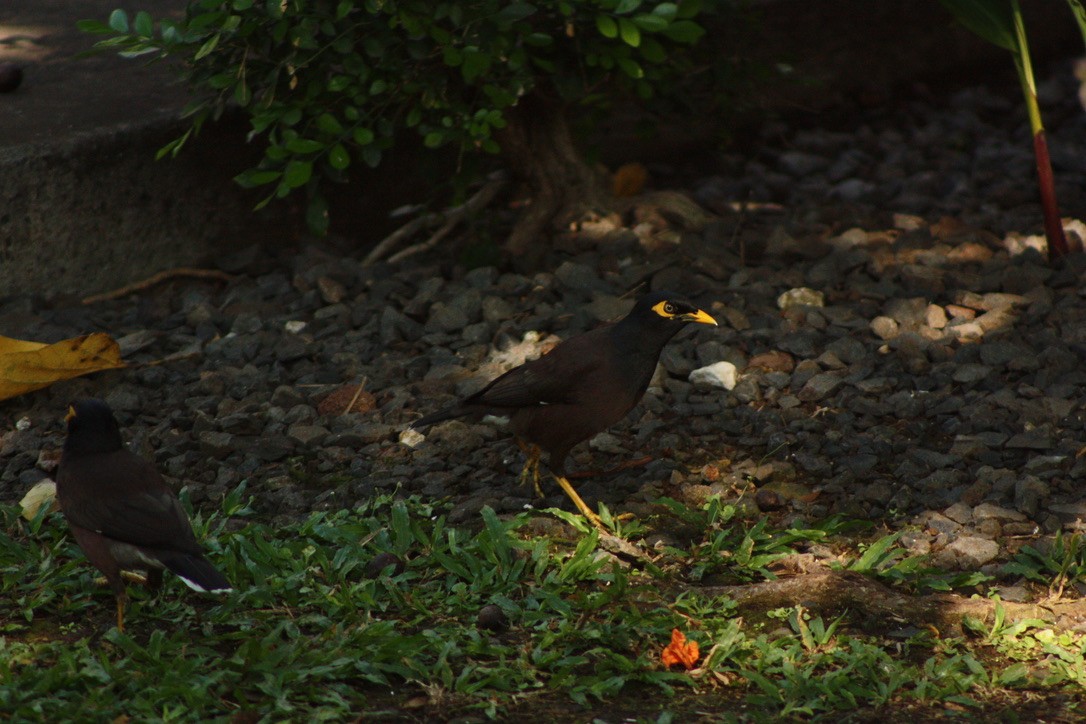 Miná Común - ML527298441