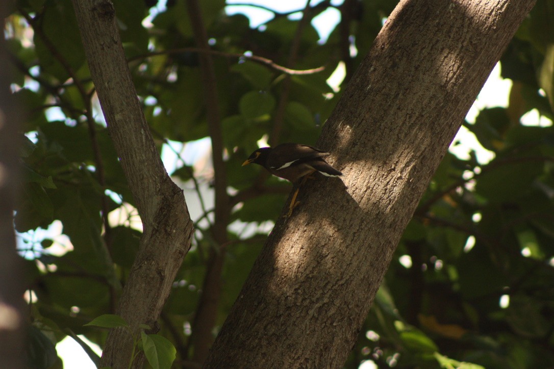 Miná Común - ML527298451