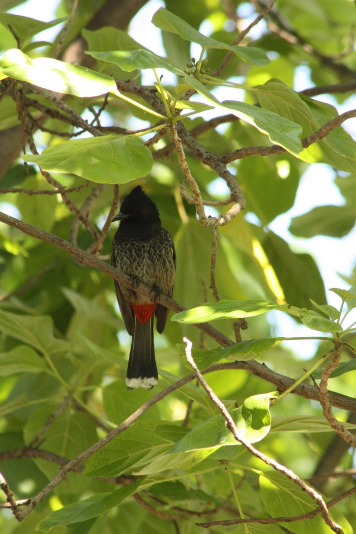 Bulbul Cafre - ML527298491