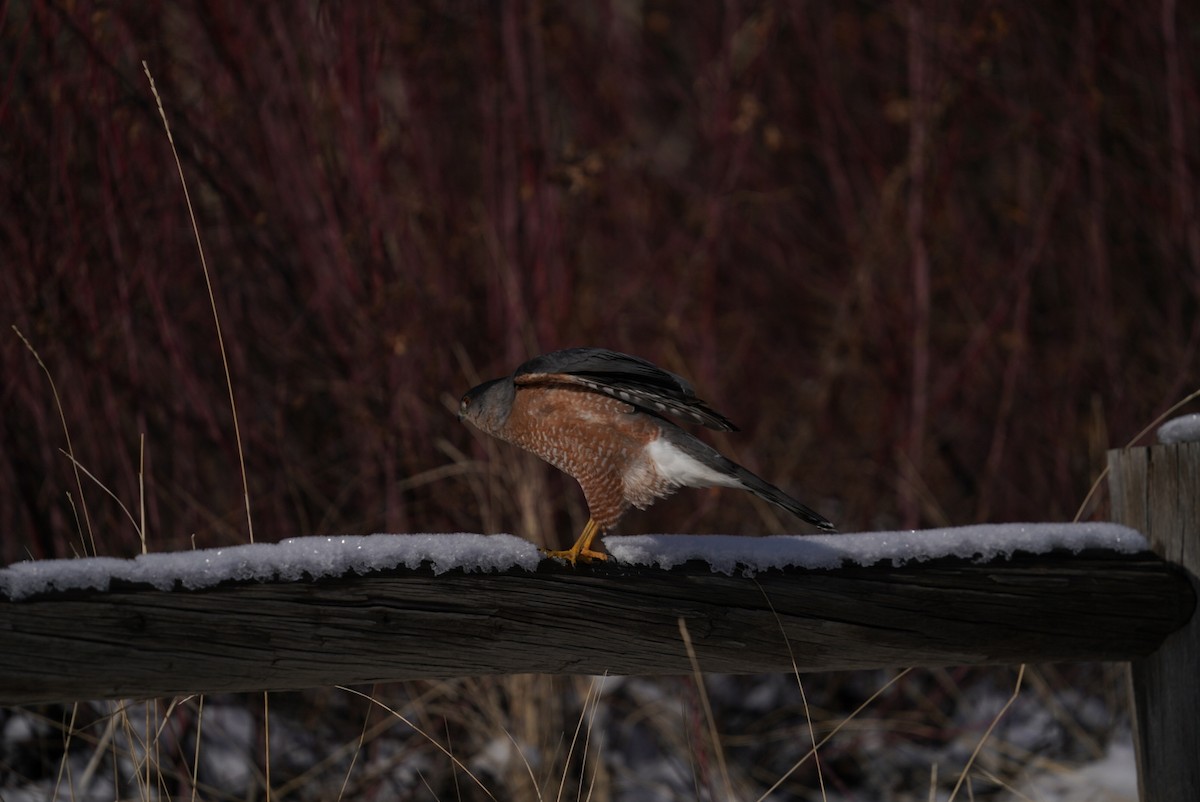 Cooper's Hawk - ML527299121