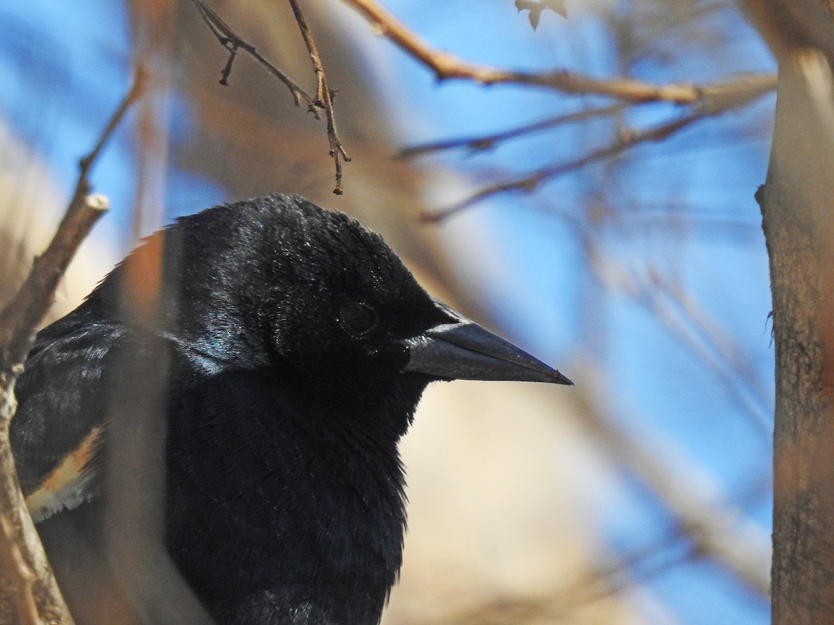 Tricolored Blackbird - ML527300141