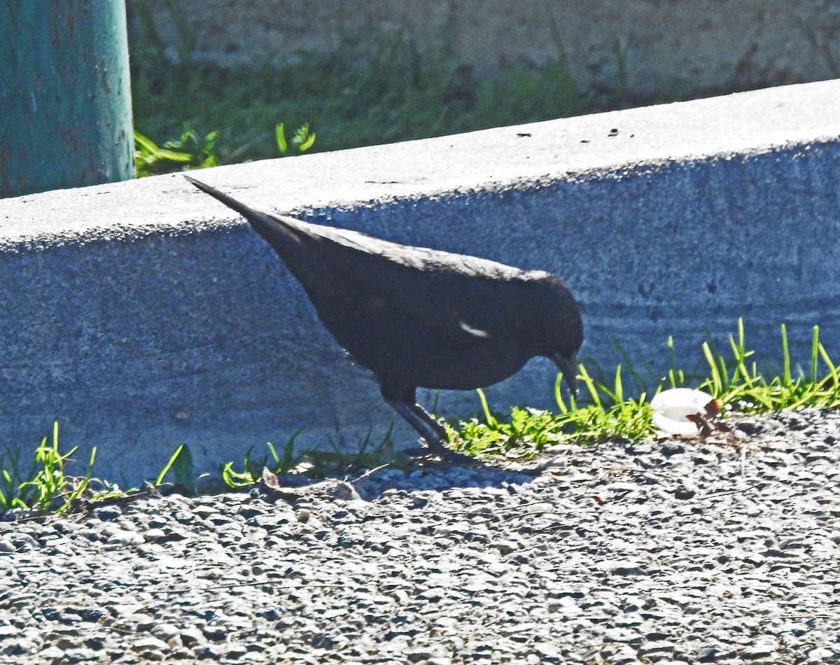 Tricolored Blackbird - ML527300151