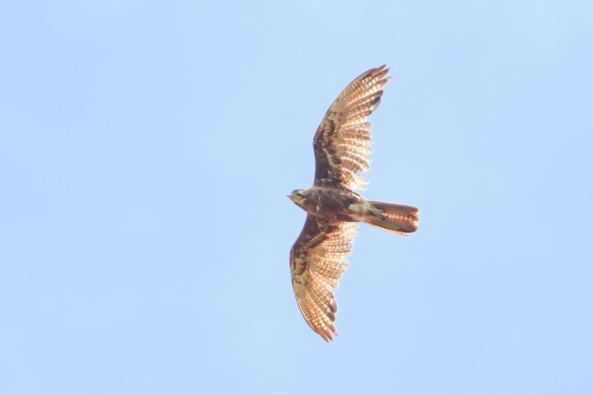 Brown Falcon - ML527300401