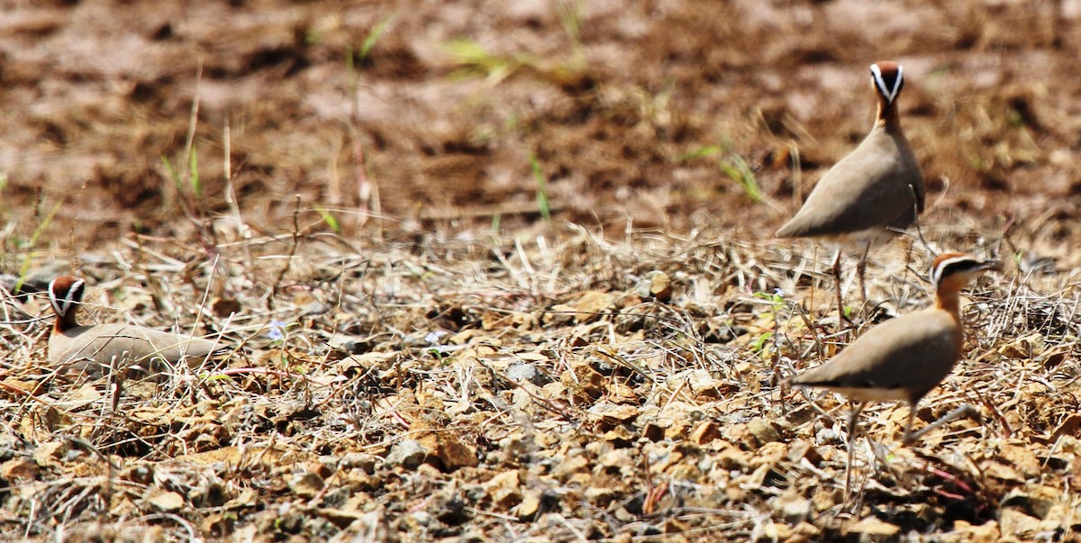 Indian Courser - ML527302981