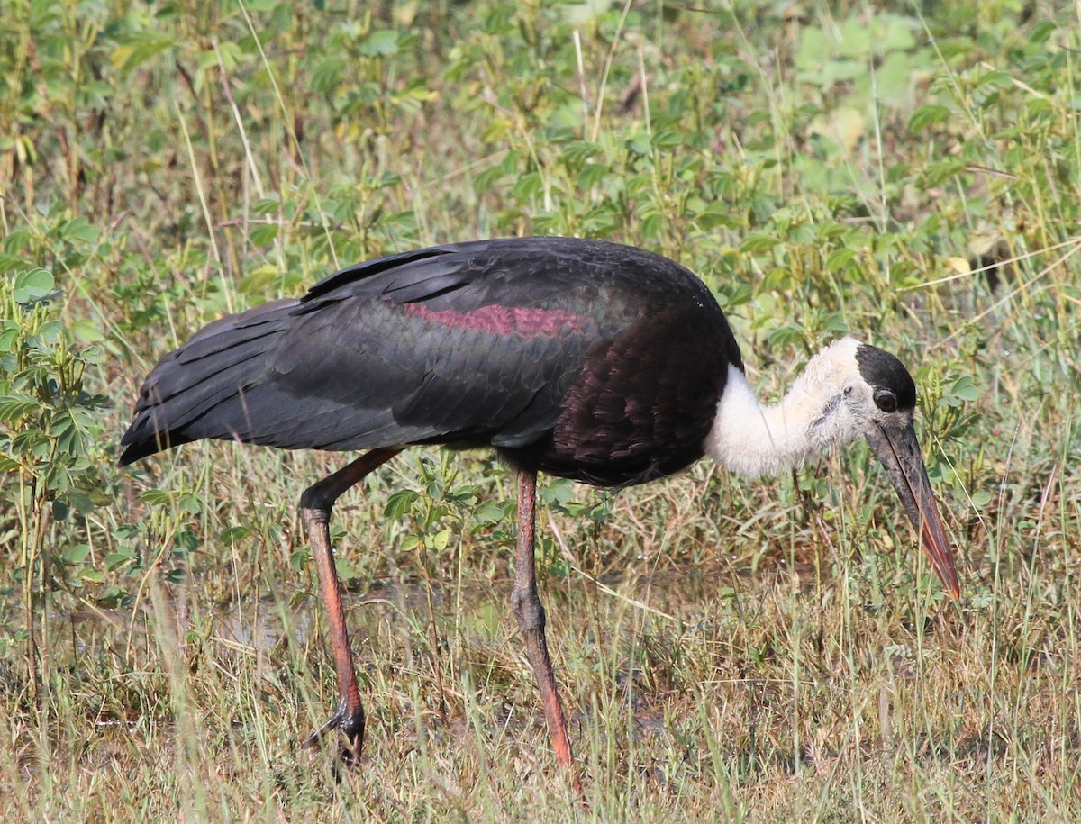 Asian Woolly-necked Stork - ML527302991