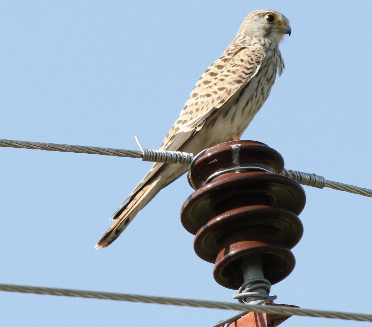 Eurasian Kestrel - Ramachandran Rajagopal