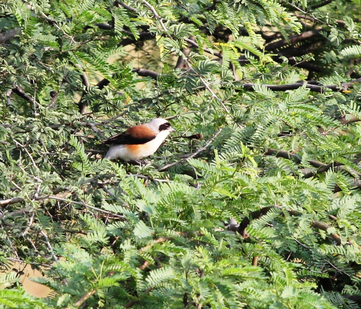 Bay-backed Shrike - Ramachandran Rajagopal