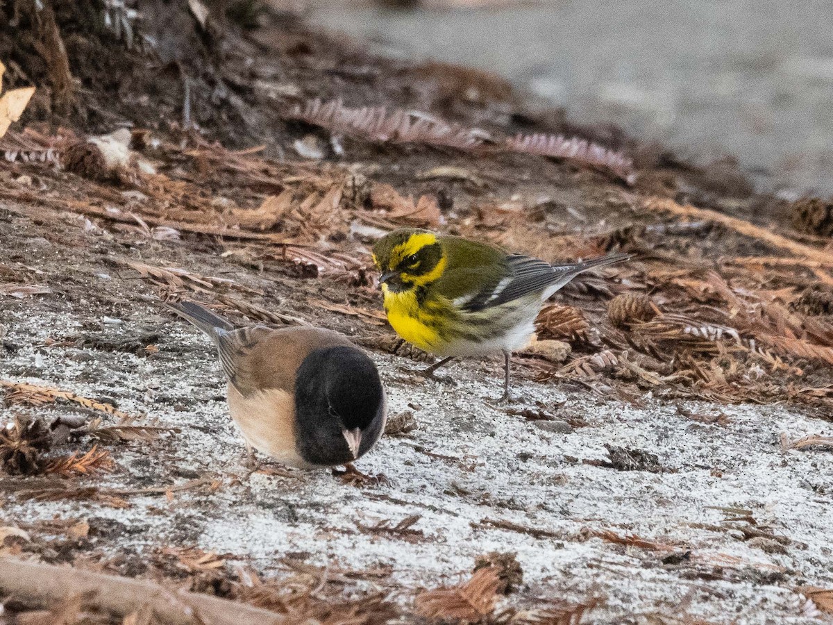 Townsend's Warbler - ML527303061