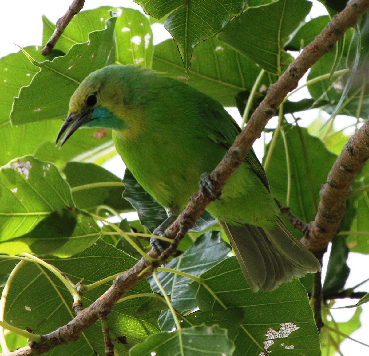 Jerdon's Leafbird - ML527303111