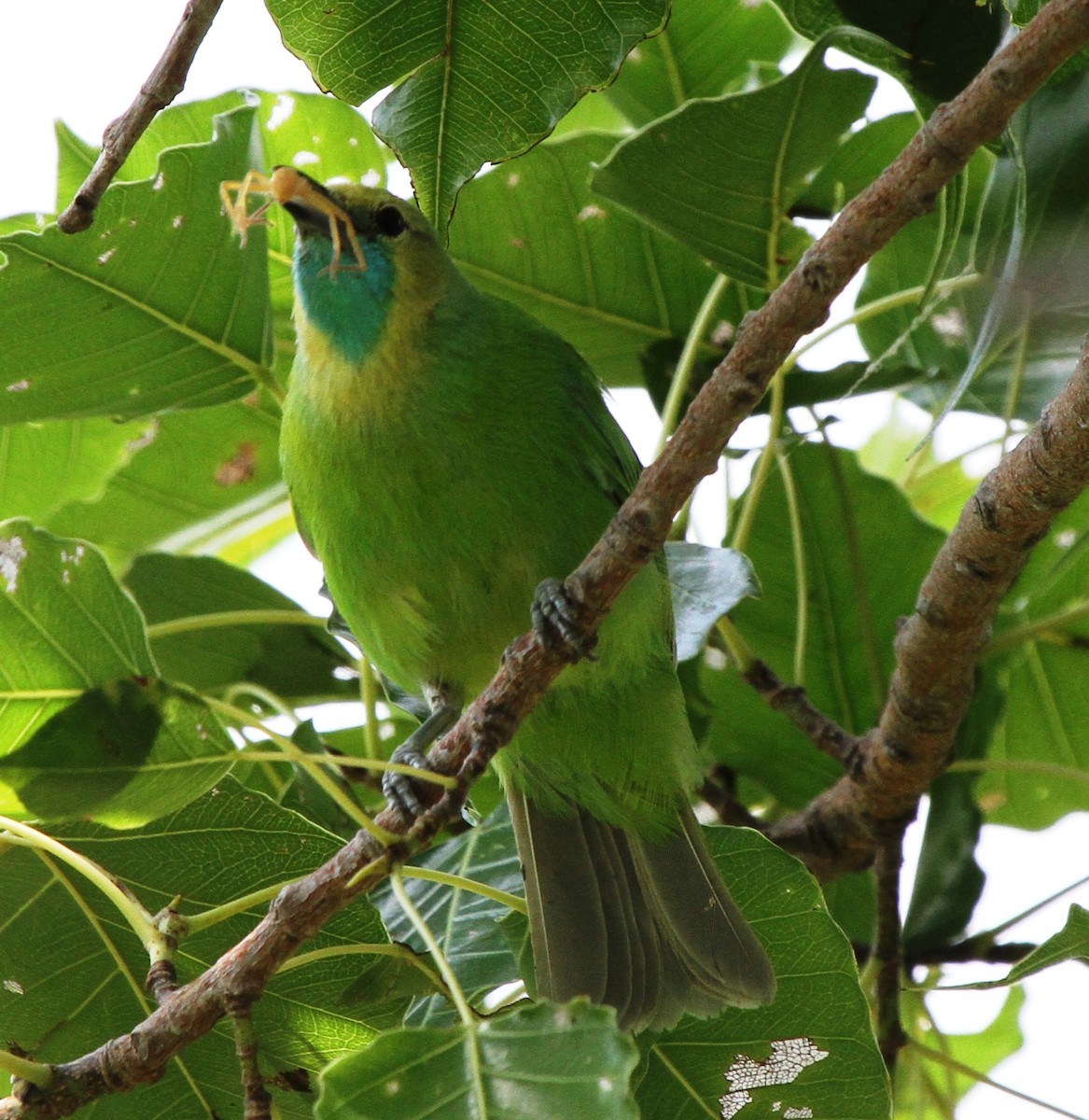 Jerdon's Leafbird - ML527303121